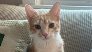 Lost Pet: Chai