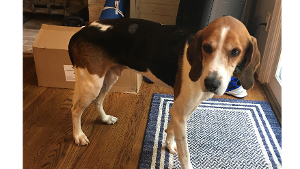 Lost Pet: Bubba