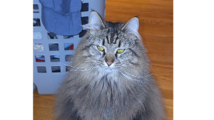 Lost Pet: Harper