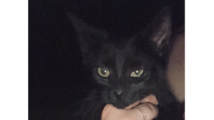 Lost Pet: Midnight