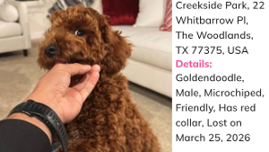 Lost Pet: Shookie