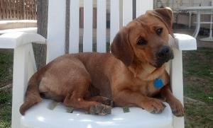 Lost Pet: Kahlua