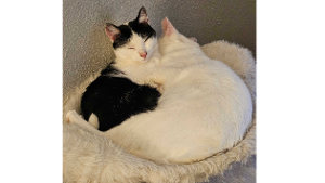 Lost Pet: Anya