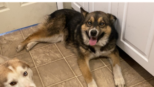 Lost Pet: Zeke
