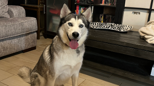 Lost Pet: Odin
