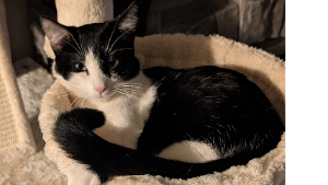 Lost Pet: Lulu