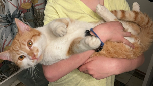 Lost Pet: Jasper