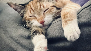Lost Pet: MOLLY RINGWALD