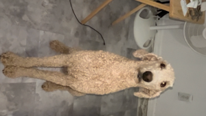 Lost Pet: Citrine