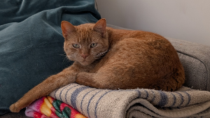 Lost Pet: Churro