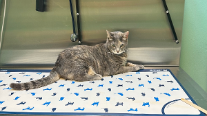 Lost Pet: Luna