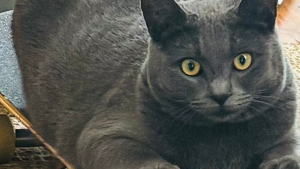 Lost Pet: Smokie