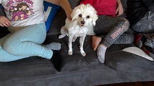 Lost Pet: Teddy