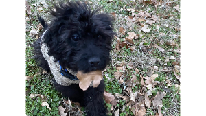 Lost Pet: Jack