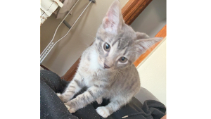 Lost Pet: Otis