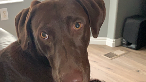 Lost Pet: Charlee