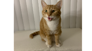 Lost Pet: Taz