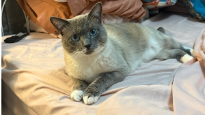 Lost Pet: Steven