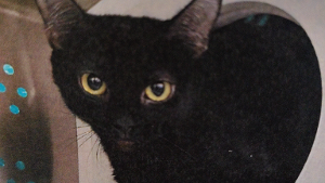 Lost Pet: Georgie