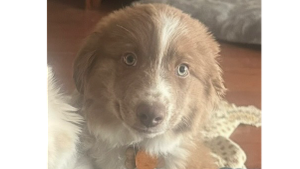 Lost Pet: Nala