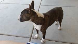 Lost Pet: Bullet