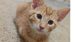 Lost Pet: Tyler Terry 2 Rivera Finol
