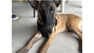 Lost Pet: Kernel