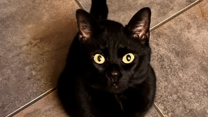 Lost Pet: Gypsy