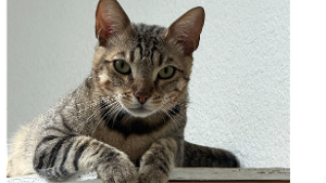 Lost Pet: Gizmo