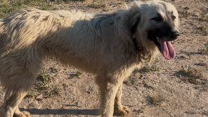 Lost Pet: Maybelline