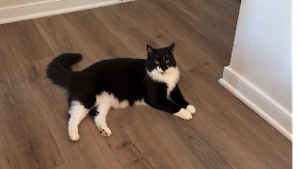 Lost Pet: Ricky