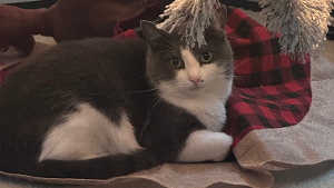 Lost Pet: Skye