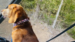 Lost Pet: Sally