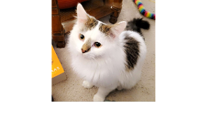 Lost Pet: Tango