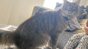Lost Pet: Nayden