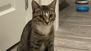 Lost Pet: Lulu