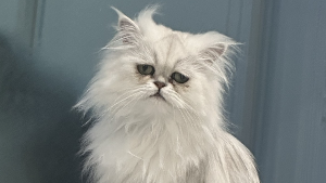 Lost Pet: Luna