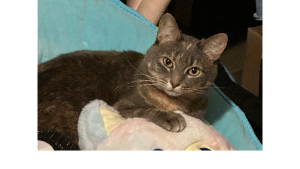 Lost Pet: Kimchi