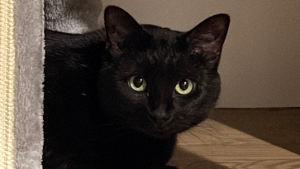 Lost Pet: Stevie
