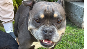 Lost Pet: Duke