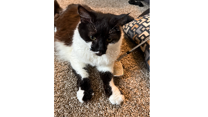 Lost Pet: Cello