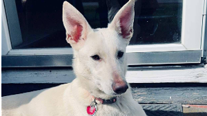 Lost Pet: Gianna