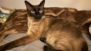 Lost Pet: Loui