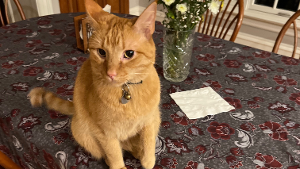 Lost Pet: The Donald