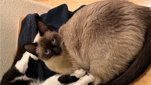 Lost Pet: Sugar