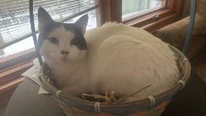 Lost Pet: Euko