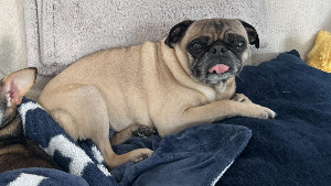 Lost Pet: Dreidel