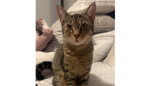 Lost Pet: Emme