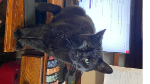 Lost Pet: Mookie