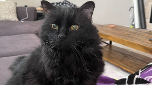 Lost Pet: Oliver